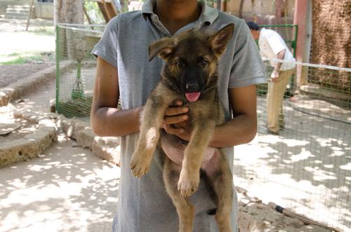 Lords K9 drago German Shepherd