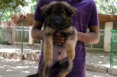 Lords K9 dreamer German Shepherd