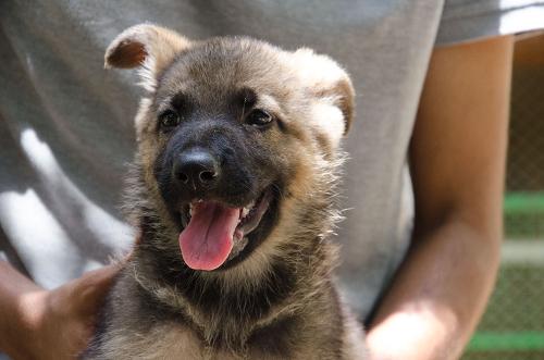 lords k9 dagger german shepherd