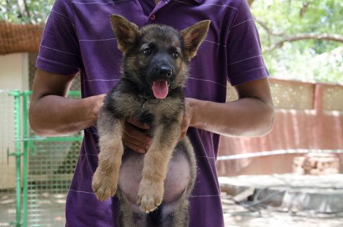 Lords K9 dexter German Shepherd