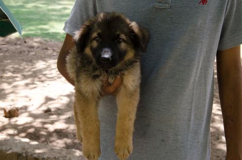 Lords K9 dingo German Shepherd