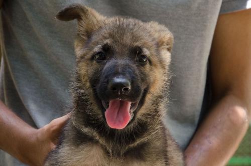 lords k9 dagger german shepherd