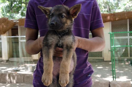 Lords K9 dexter German Shepherd