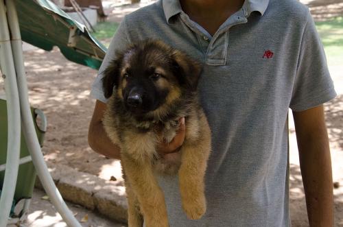 Lords K9 dingo German Shepherd