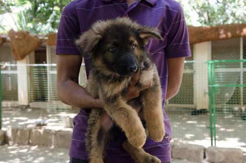 Lords K9 dreamer German Shepherd