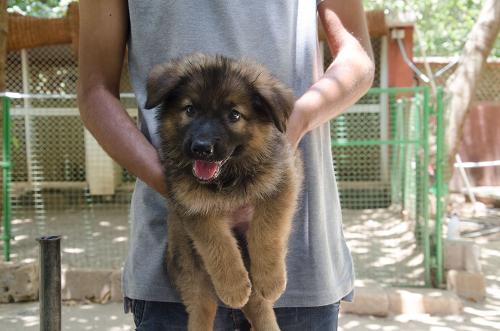 Lords K9 Devon German Shepherd