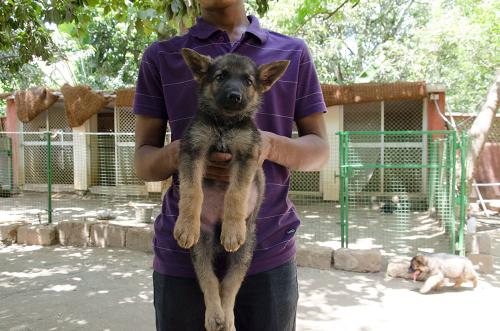 Lords K9 dexter German Shepherd