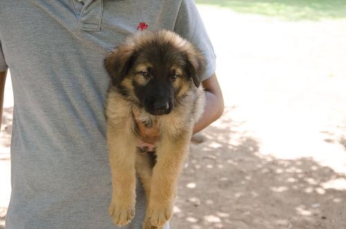 Lords K9 dingo German Shepherd