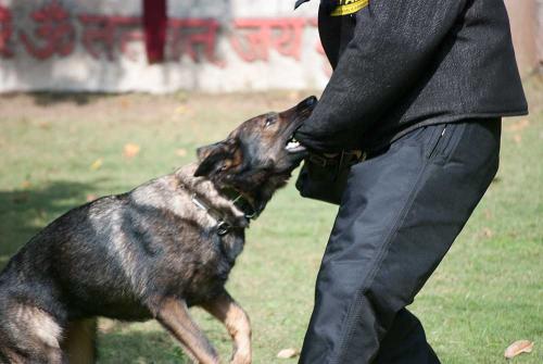 Lords K9 Penta German Shepherd