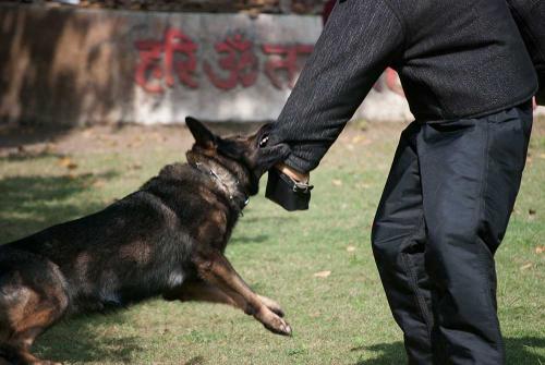 Lords K9 Penta German Shepherd