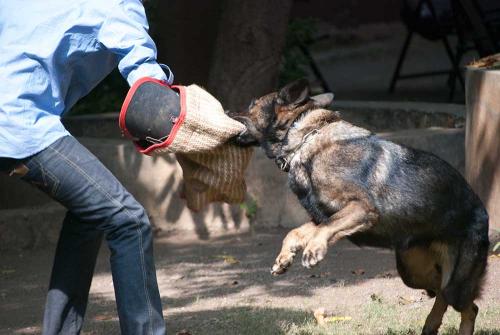 Lords K9 Penta German Shepherd