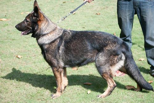 Lords K9 Penta German Shepherd