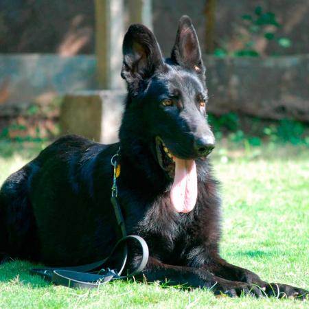 Lords K9 Mike German Shepherd