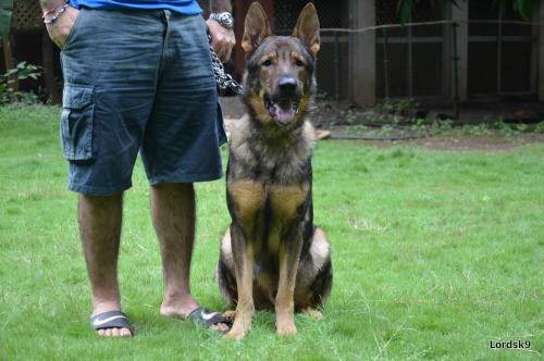 lords K9 Rambo German Shepherd