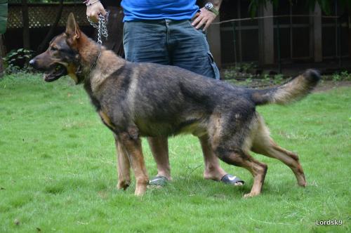 lords K9 Rambo German Shepherd