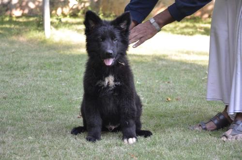 Lords K9 Simbo German Shepherd