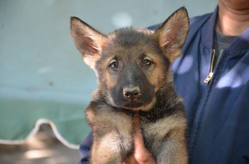 Lords K9 Lucy German Shepherd