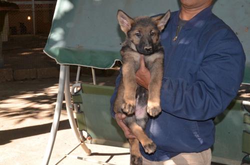 Lords K9 Lucy German Shepherd