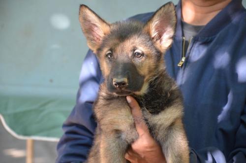 Lords K9 Lucy German Shepherd