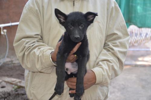 Lords K9 Declan German Shepherd