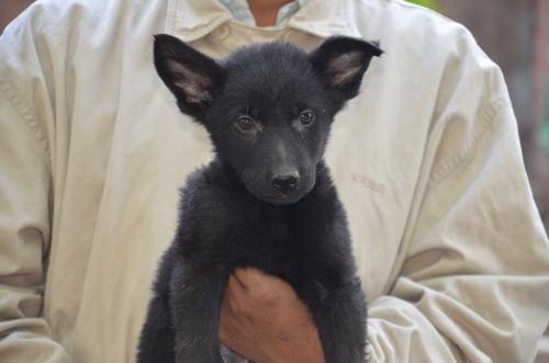 Lords K9 Declan German Shepherd