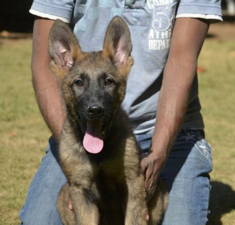 Lords K9 Lama German Shepherd