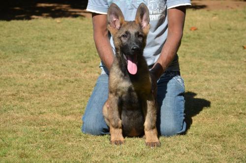 Lords K9 Lama German Shepherd