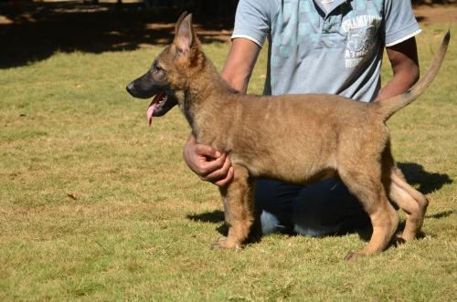 Lords K9 Lama German Shepherd