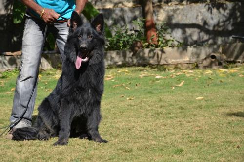 Lords K9 Shadow German Shepherd