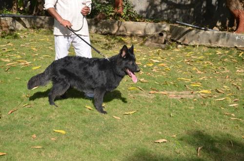 Lords K9 Shadow German Shepherd