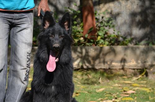 Lords K9 Shadow German Shepherd