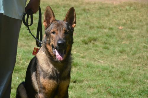 lords K9 Bambo German Shepherd