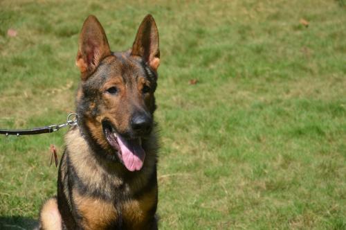 lords K9 Bambo German Shepherd