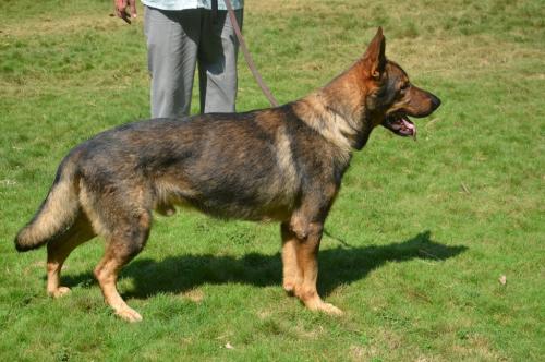 lords K9 Bambo German Shepherd