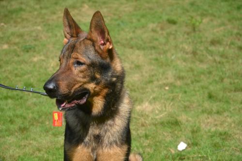 lords K9 Bambo German Shepherd