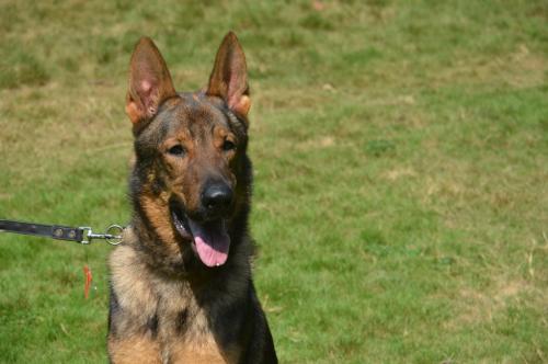 lords K9 Bambo German Shepherd