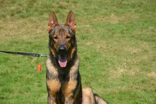 lords K9 Bambo German Shepherd