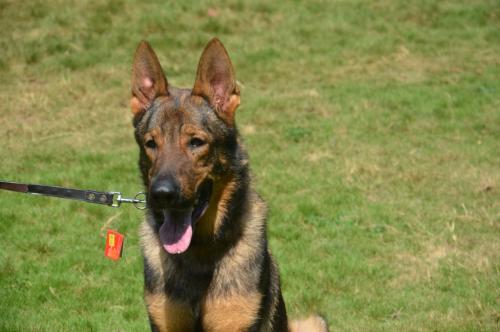 lords K9 Bambo German Shepherd