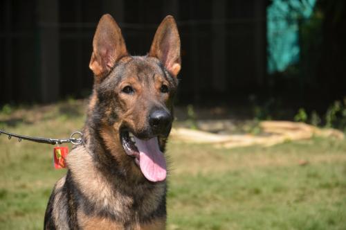 lords K9 Bambo German Shepherd