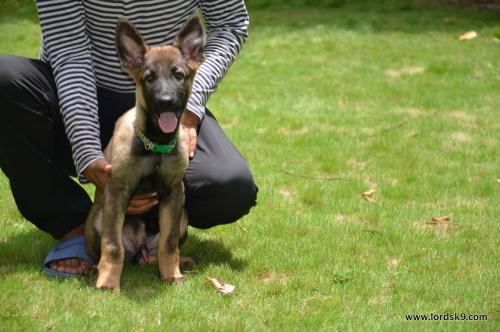 Lords K9 Bosco German Shepherd