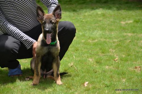 Lords K9 Bosco German Shepherd