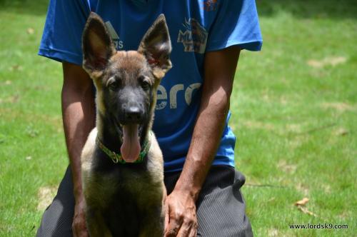 Lords K9 Bosco German Shepherd