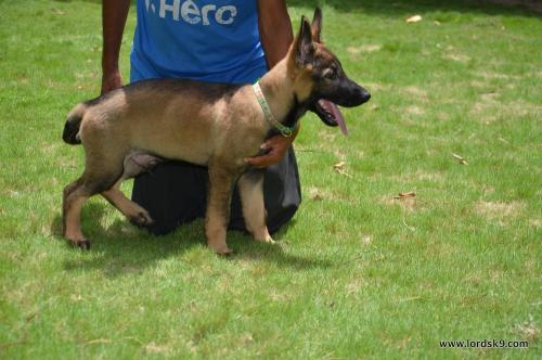 Lords K9 Bosco German Shepherd