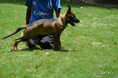 Lords K9 Bosco German Shepherd