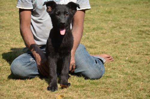 Lords K9 Declan German Shepherd