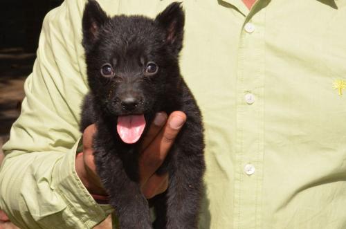 Lords K9 Declan German Shepherd