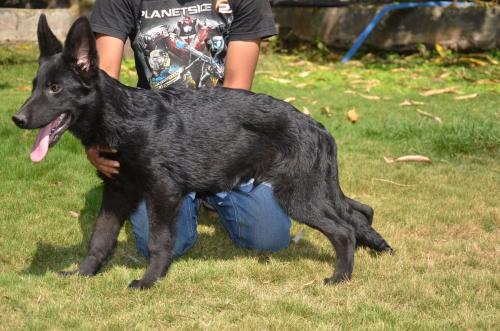 Lords K9 Declan German Shepherd