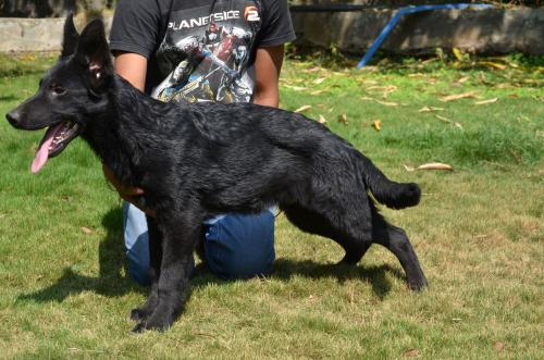 Lords K9 Declan German Shepherd