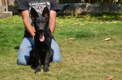 Lords K9 Declan German Shepherd