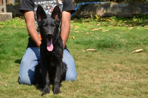 Lords K9 Declan German Shepherd